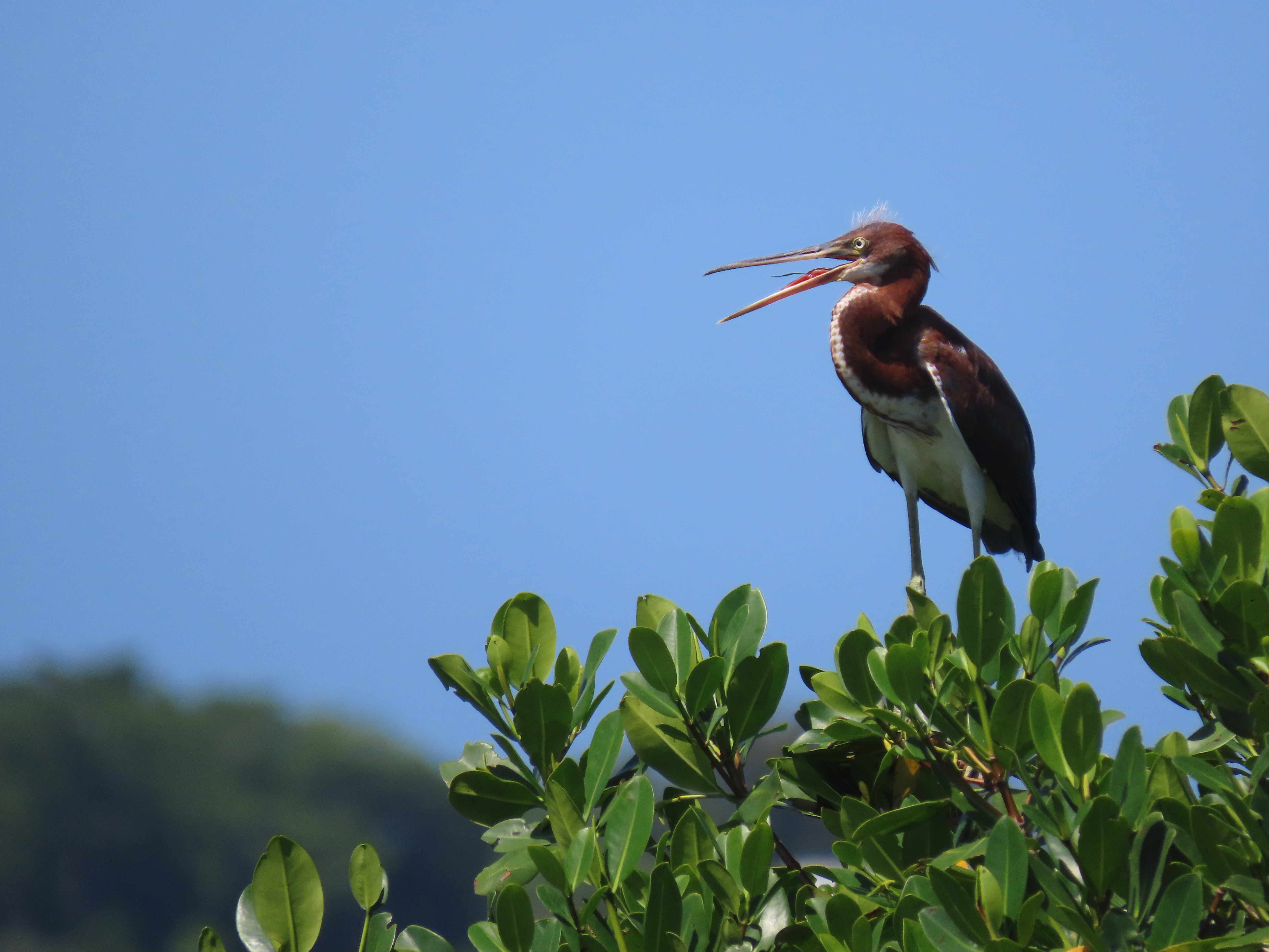 A wading bird perched on the top of a mangrove tree